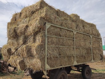 Суданка 0