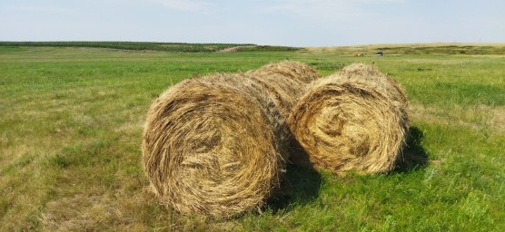 Сено в рулонах 0